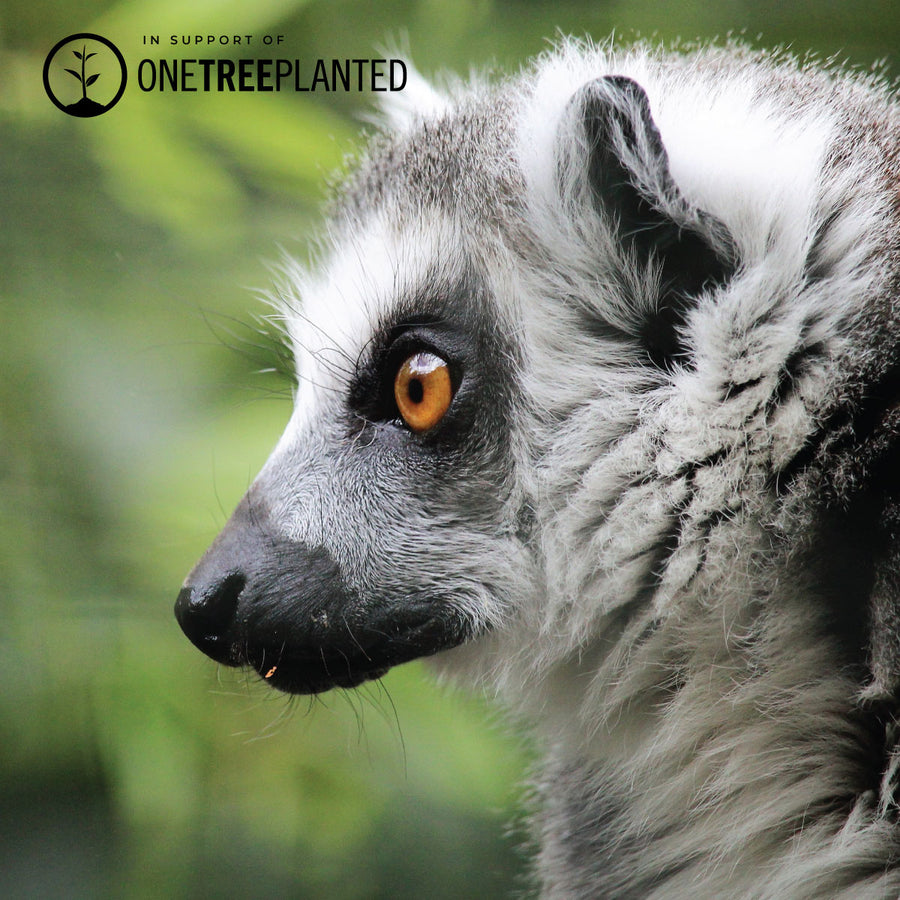 ONE TREE PLANTED KISMET LINKS