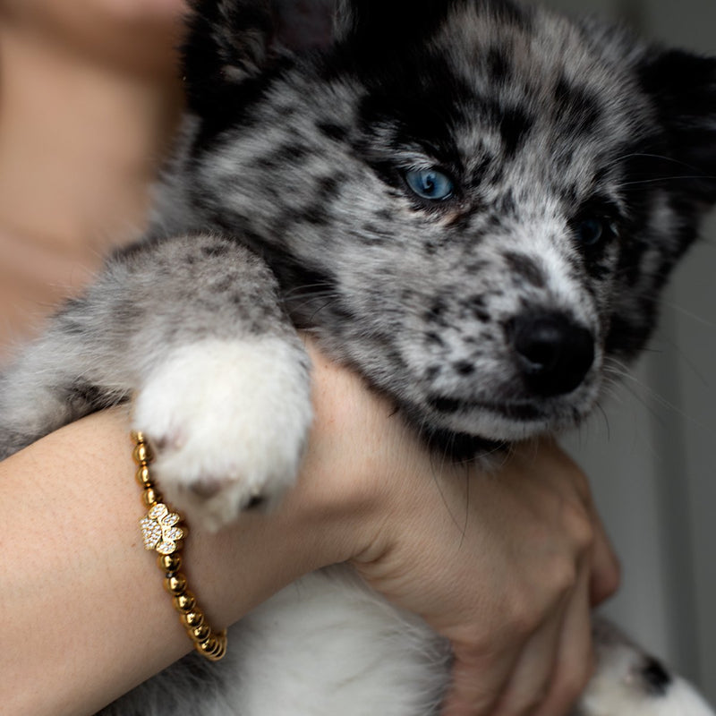 Paw | 18k Gold | Crystal Pup Print