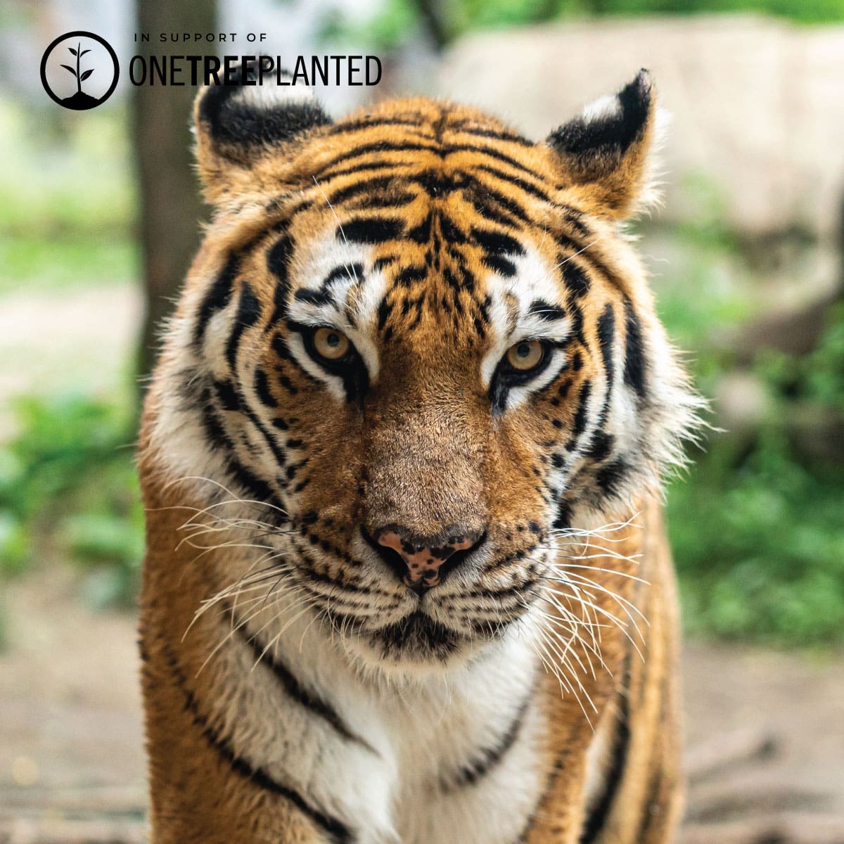 Tiger Links | Deluxe Kismet Bracelet | Black x Rose Gold