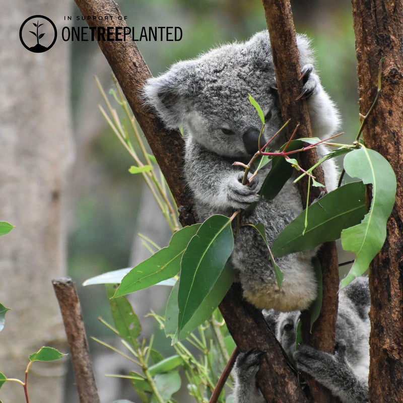 Koala Links | Original Kismet Bracelet | Grey x Silver