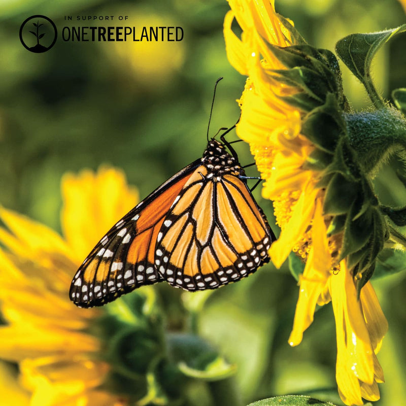 Monarch Butterfly Links | Original Kismet Bracelet | Pink x Rose Gold