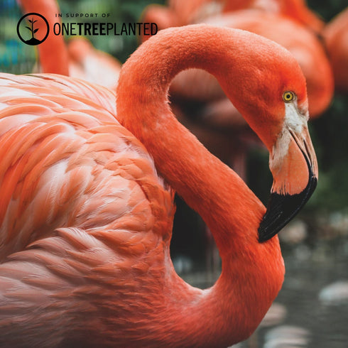 Flamingo Links | Mini Kismet Bracelet | Pink x Silver