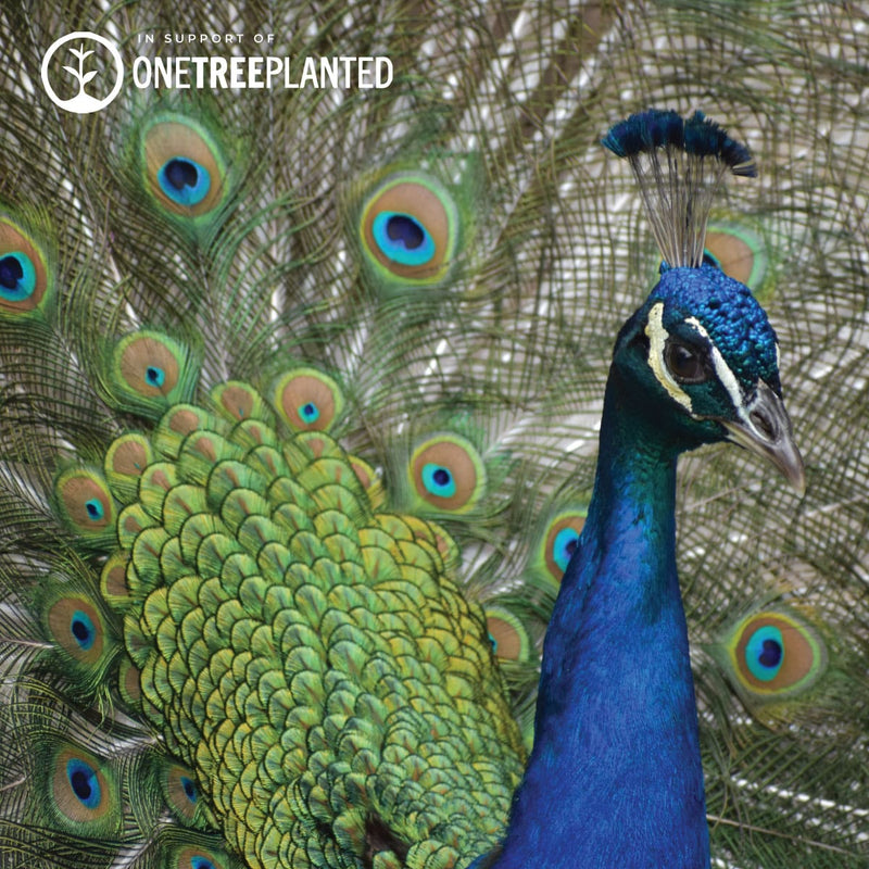 Peacock Links | Mini Kismet Bracelet | Teal x Silver