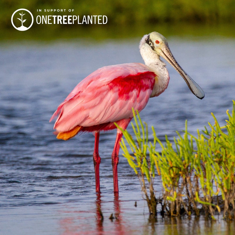 Roseate Spoonbill Links | Mini Kismet Bracelet | Neon Pink x Silver