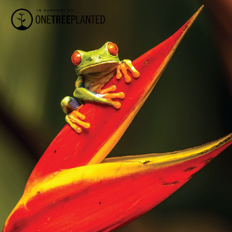 Tree Frog Links | Mini Kismet Bracelet | Green x Silver